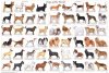 breeds