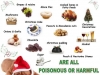 toxic Xmas foods.jpege